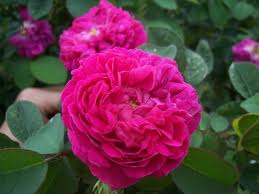 Antique Rose 2G [Rosa 'Abel Carriere' or]